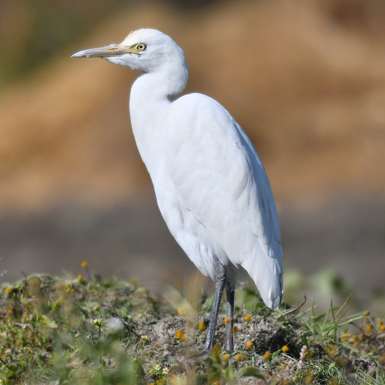 Western Cattle Egret