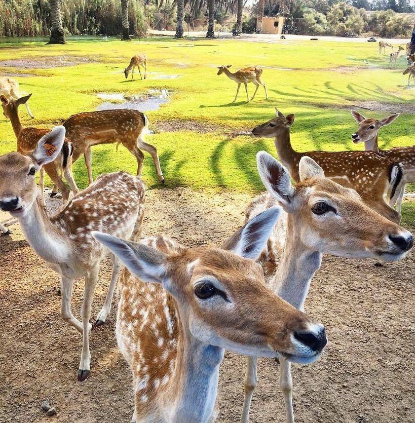 Africa Safari Park
