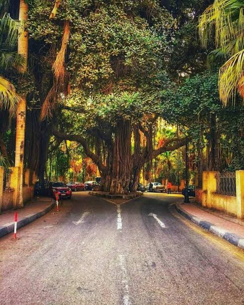 Zamalek Tree