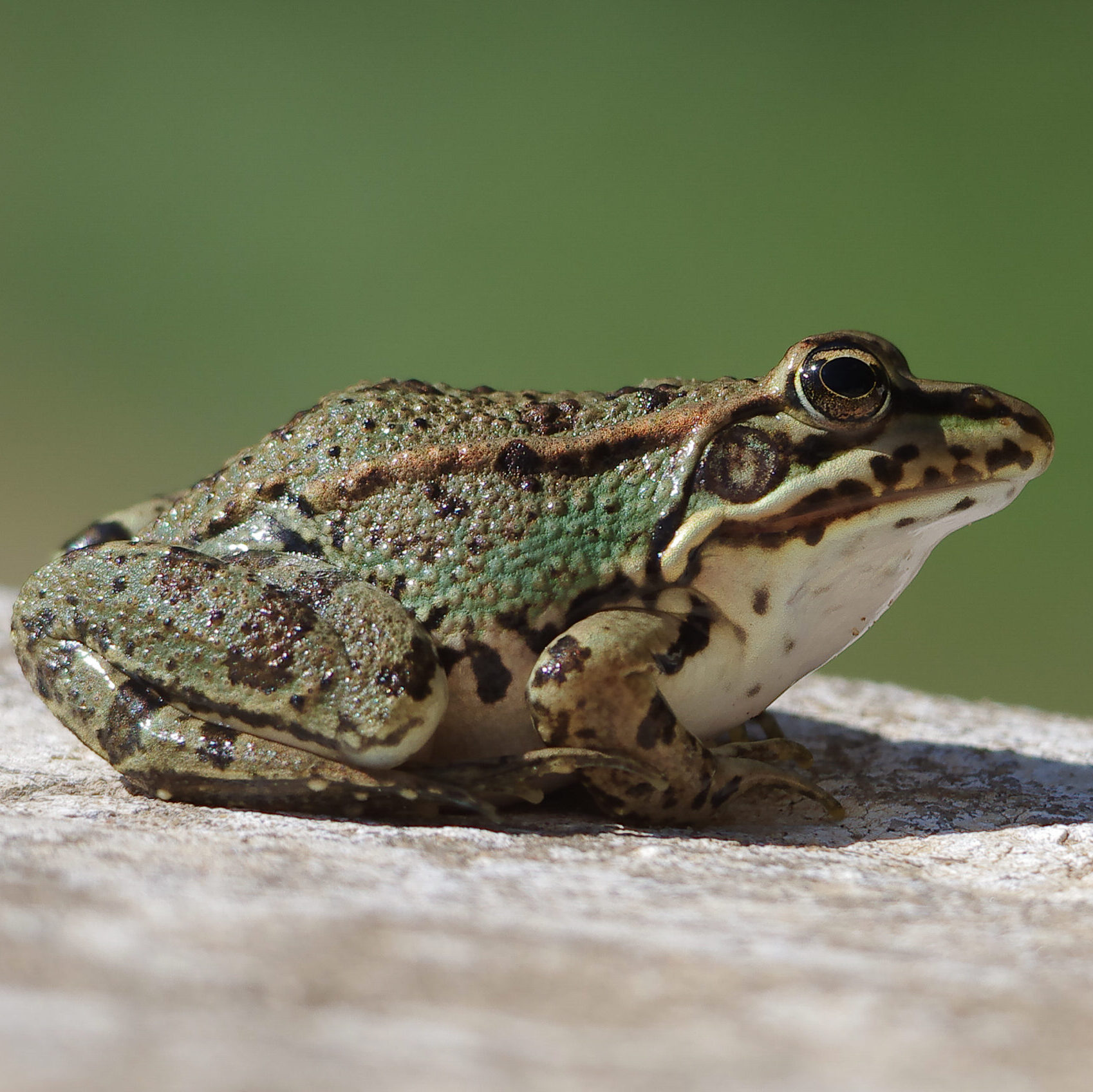 Sahara Frog