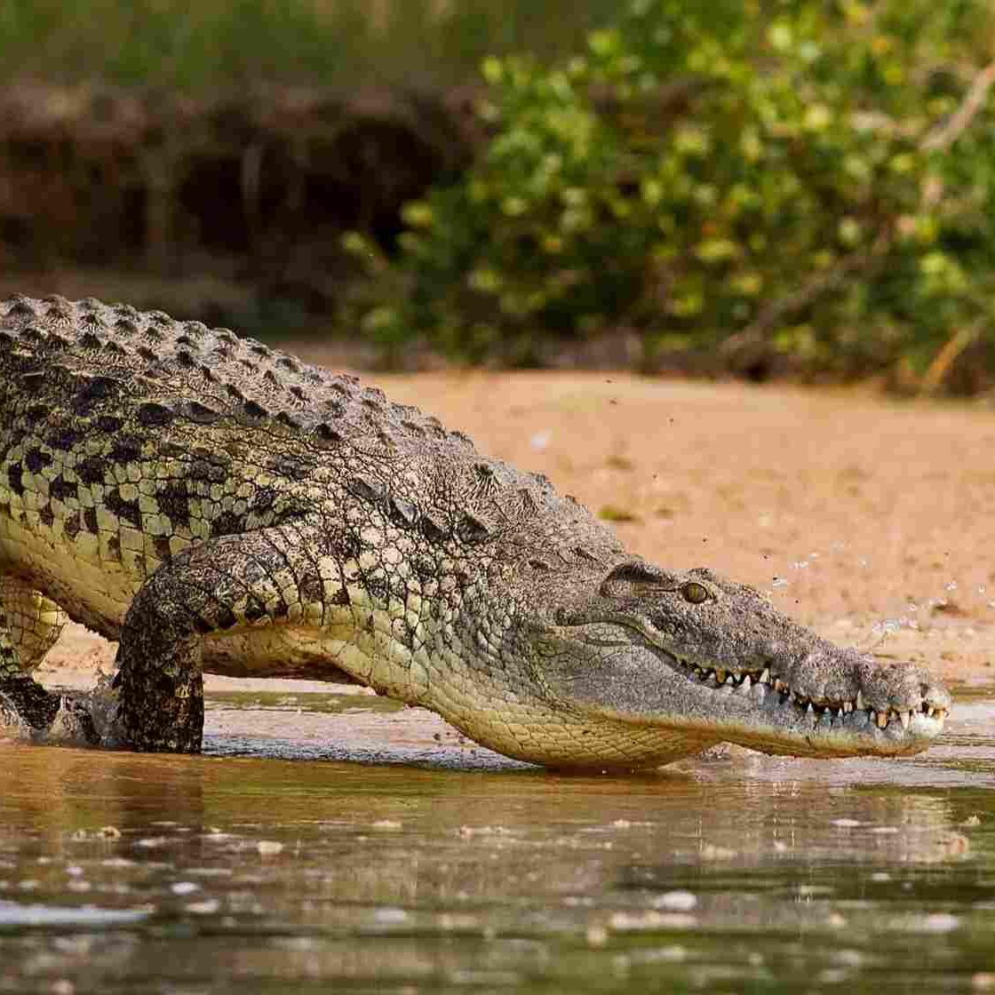 Nile Crocodile