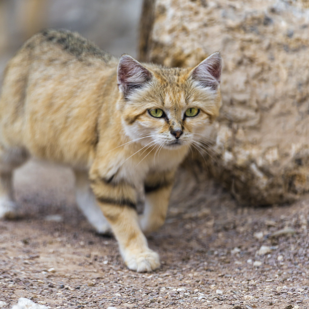 Sand Cat