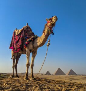 brown camel on brown sand during daytime