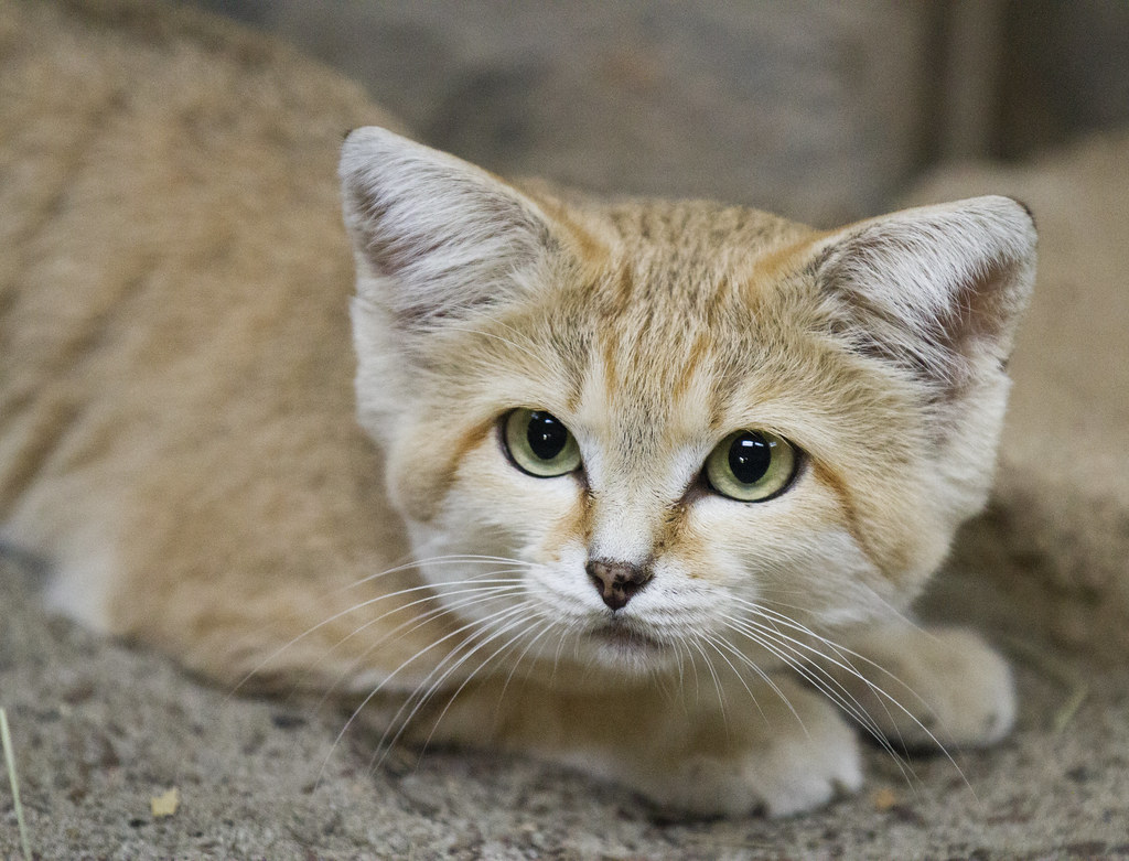 Sand Cat