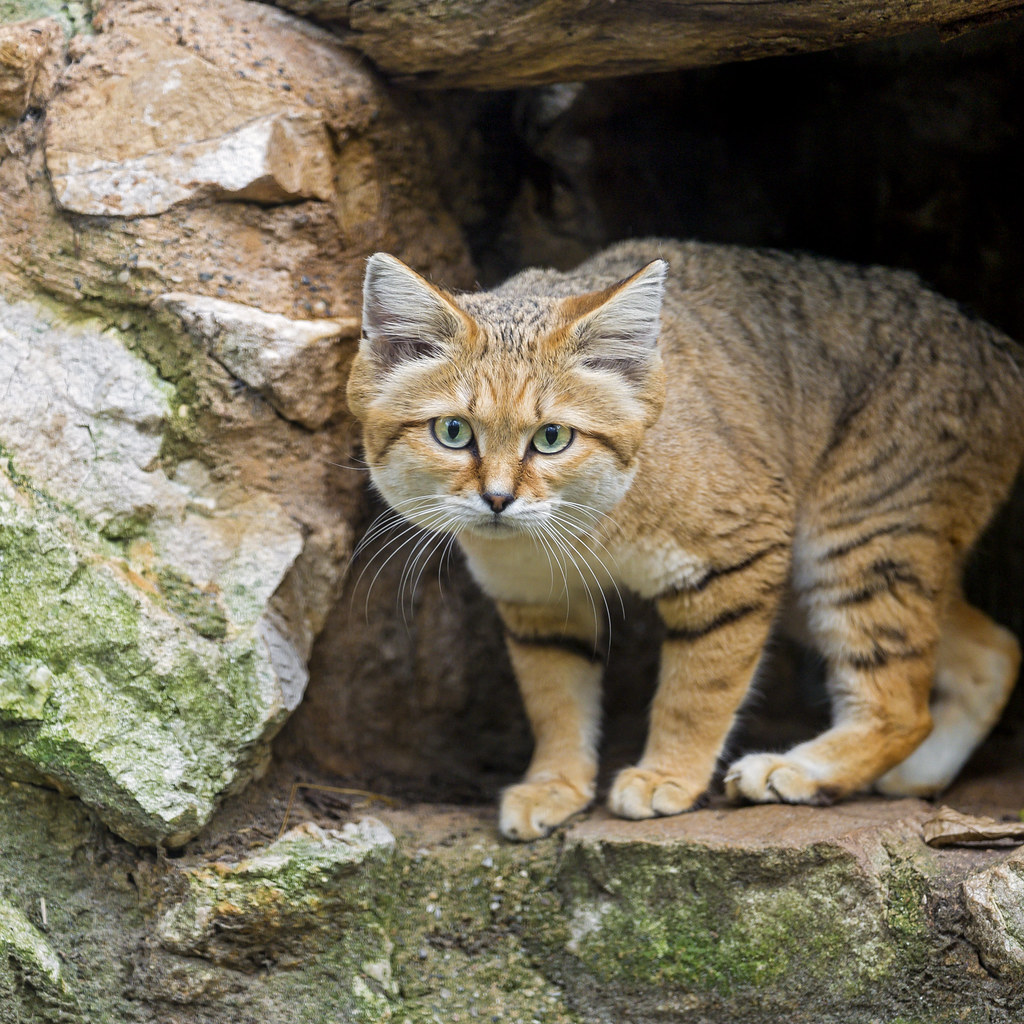 Sand cat a bit afraid