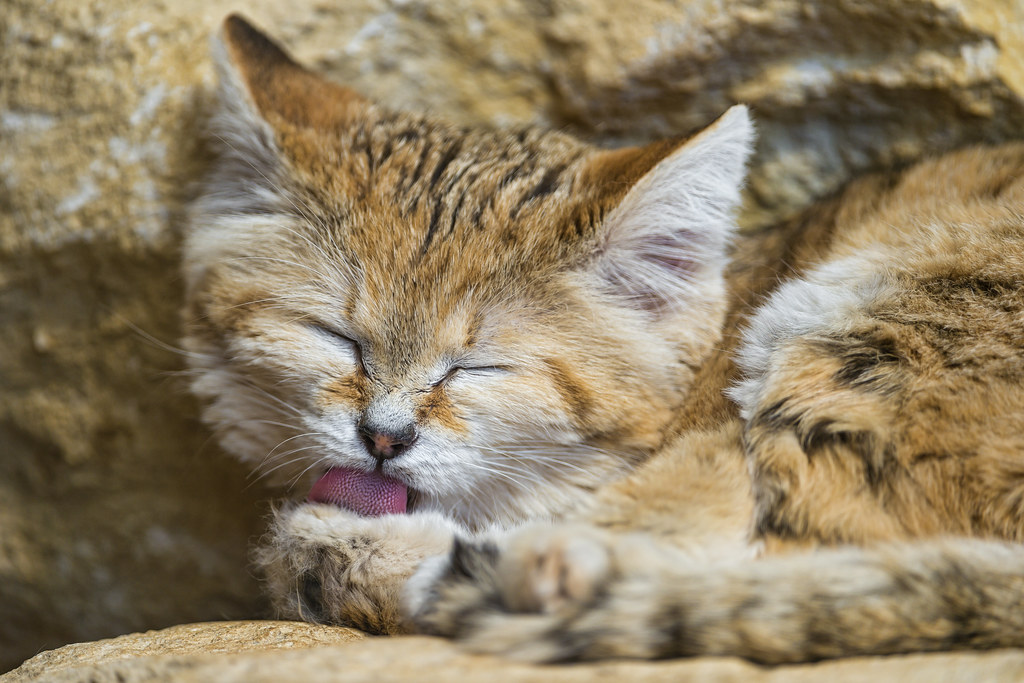 Sand cat licking his paw