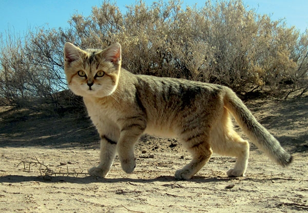 Persian sand CAT