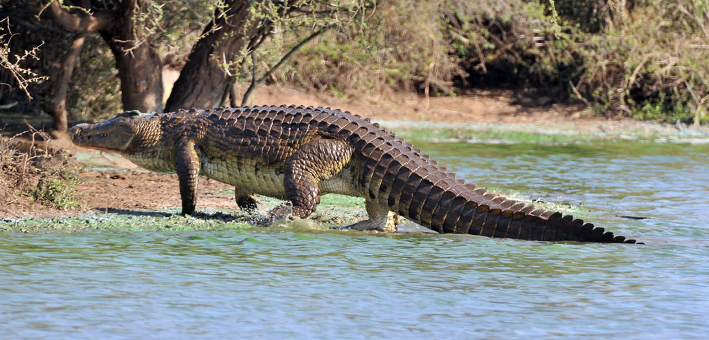 Nile crocodile
