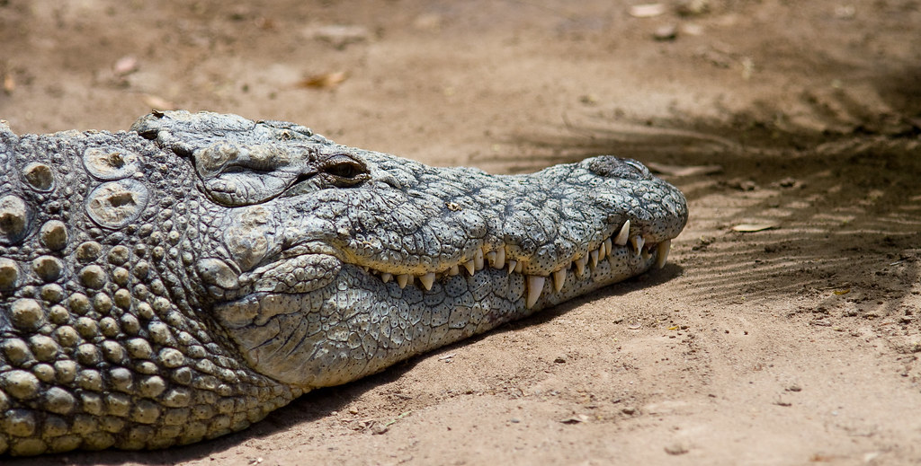 Nile Crocodile