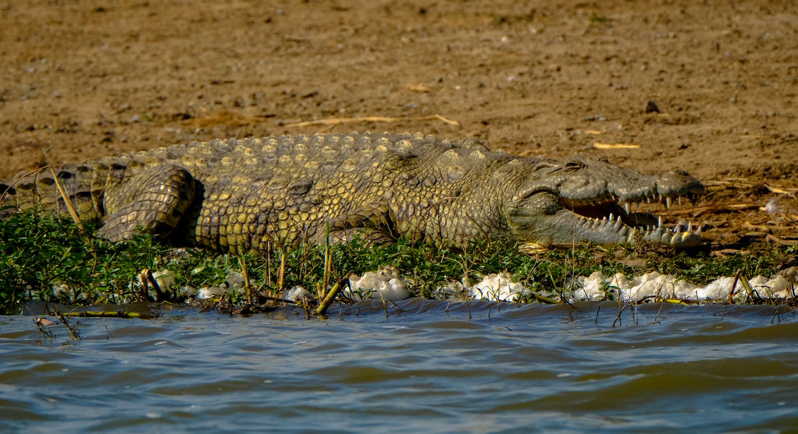 A Nile crocodile resting with mouth open on a riverside, showcasing its natural habitat.