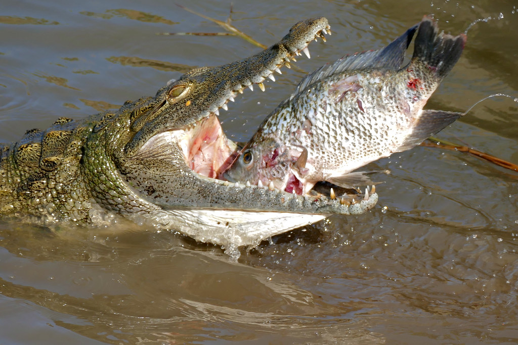 Nile Crocodile (Crocodylus niloticus) trying to swallow a big Tilapia (Oreochromis sp.)...