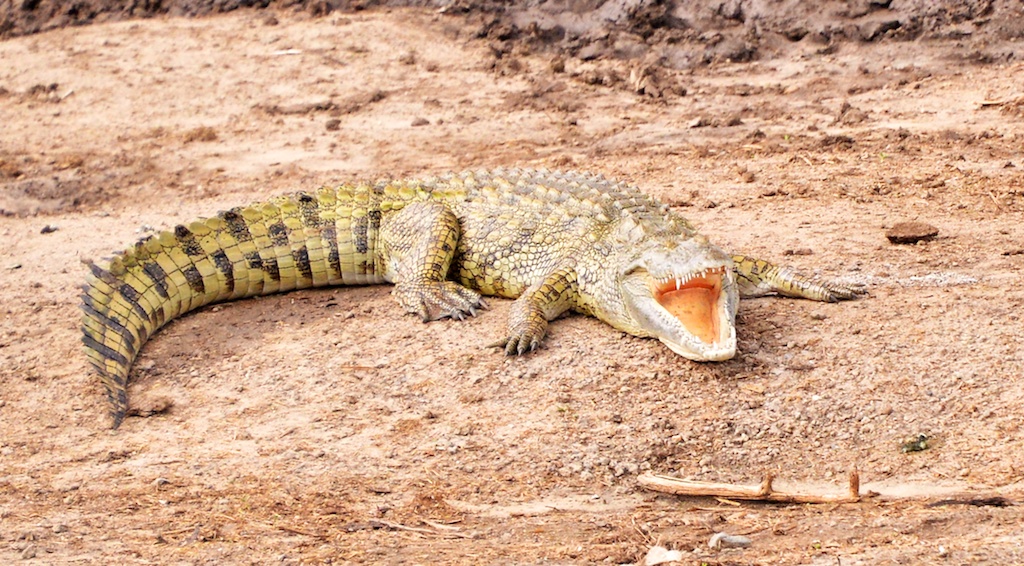 Nile Crocodile, Uganda