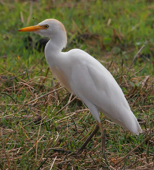 Cattle Egret