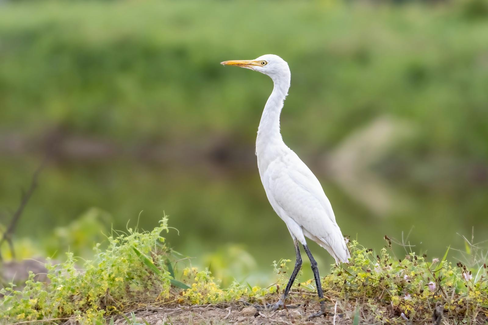 A cattle egret stands gracefully on a lush green field in Sekinchan, Malaysia.