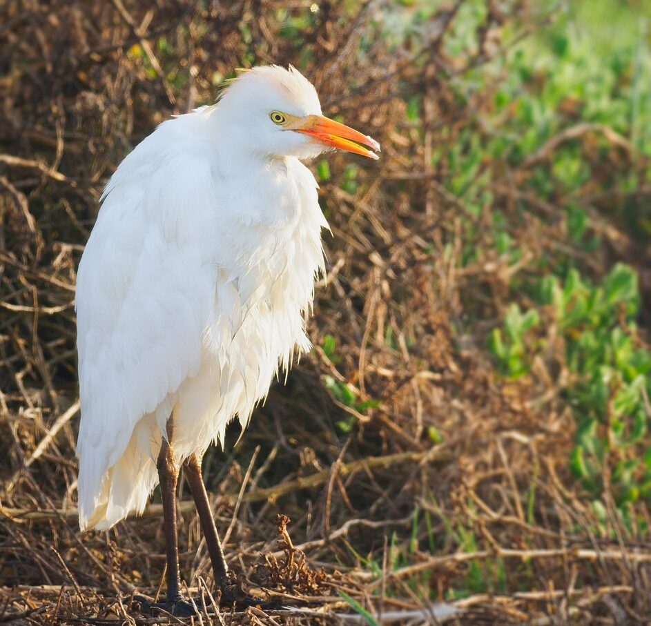 intermediate egret, bird, egret, white, heron, nature, wildlife, animal, wild, beak, feather, cattle, water, snowy, feathers, crane, great, cattle egret, beautiful, intermediate egret, intermediate egret, intermediate egret, intermediate egret, intermediate egret, cattle egret