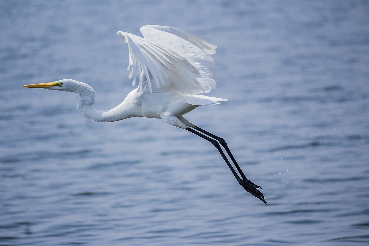 bird, great egret, ornithology, species, nature, fauna, avian, animal, wildlife, wings, flying, bird, bird, great egret, great egret, great egret, great egret, great egret, animal