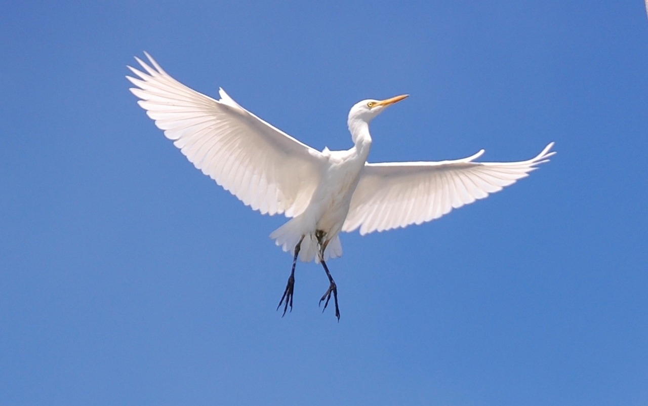 cattle egret, bird, sky, clouds, flying, flight, wings, beautiful, nature, outside, cattle egret, cattle egret, cattle egret, cattle egret, cattle egret