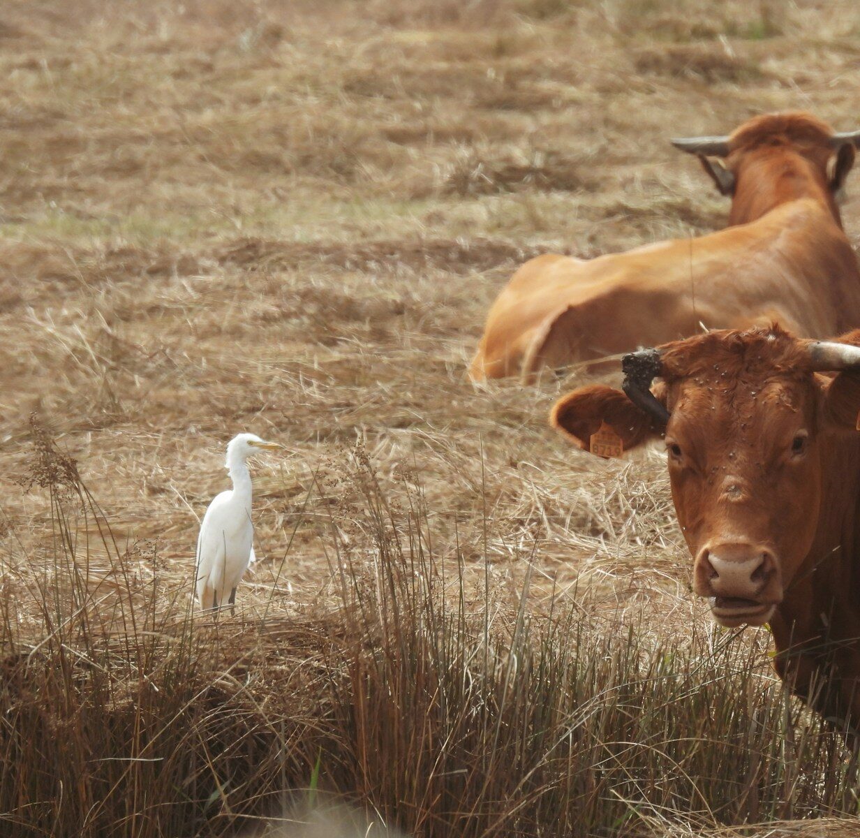 A couple of cows standing in a dry grass field