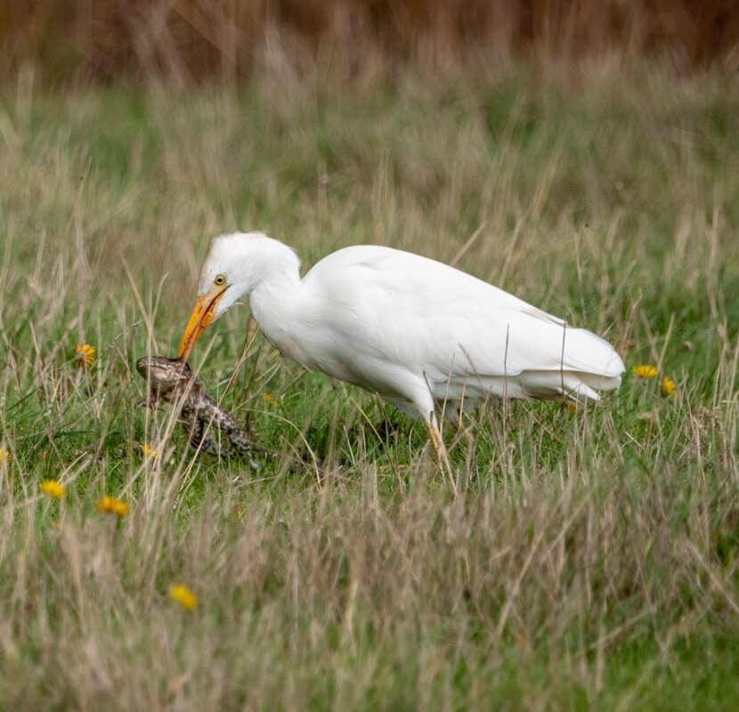 a white bird with a long beak