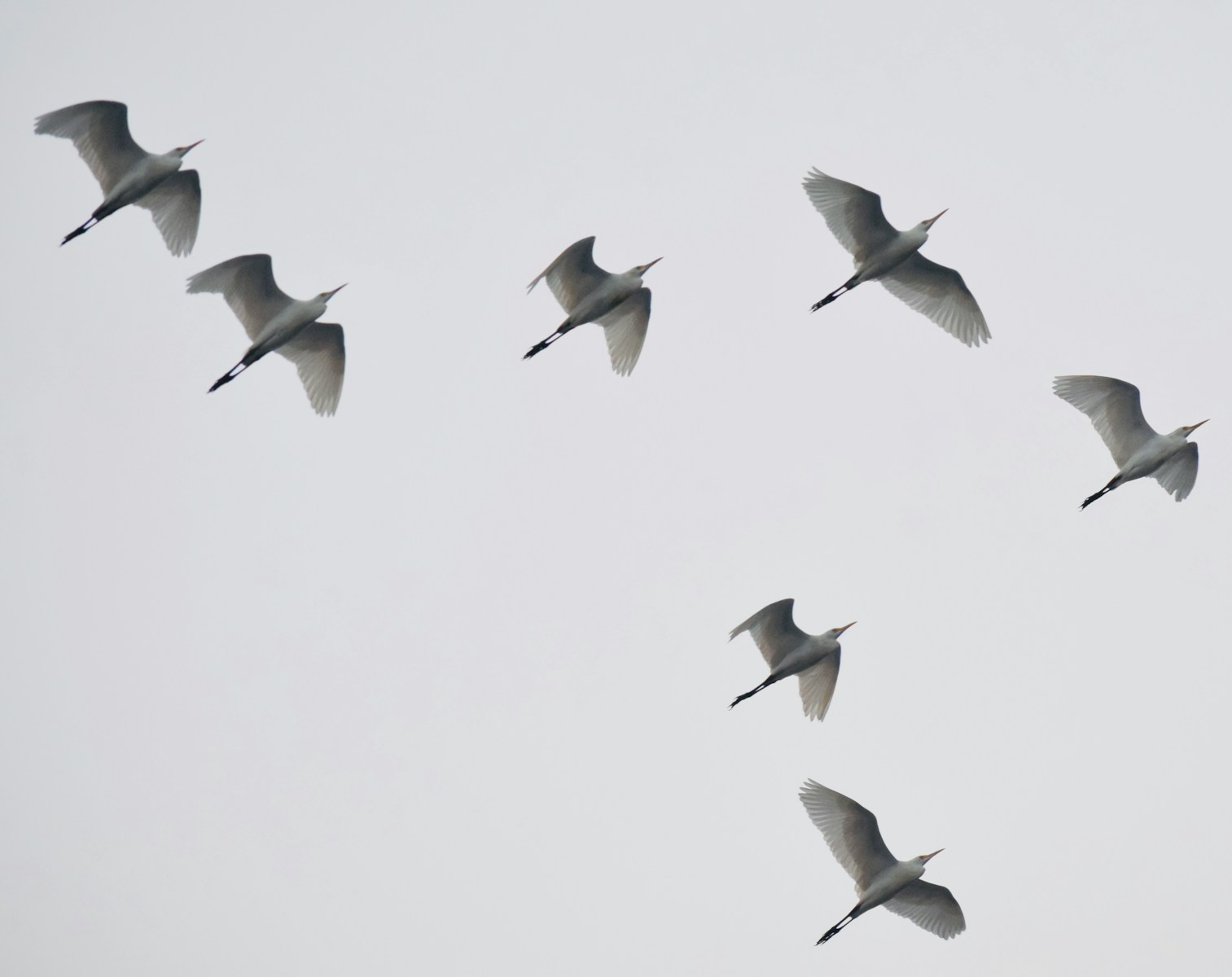 a flock of birds flying through a cloudy sky