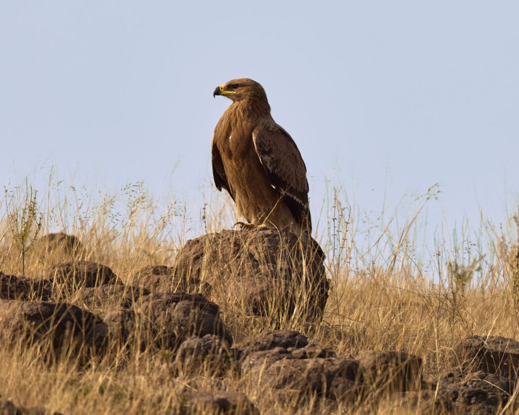 A majestic steppe eagle (Aquila nipalensis) perched on rocks in Bhigwan, India, surrounded by dry grass.